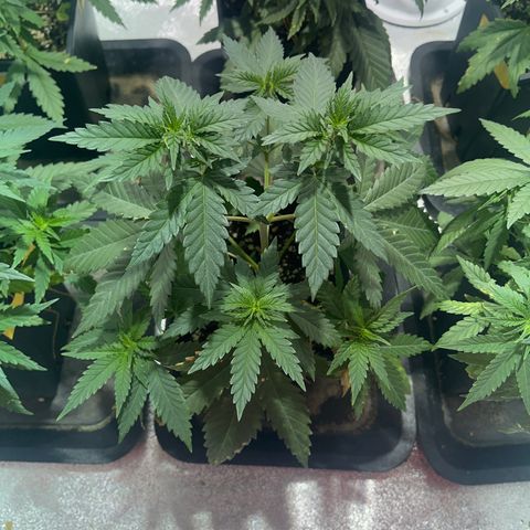 Critical Kush #2 growlog timeline photo