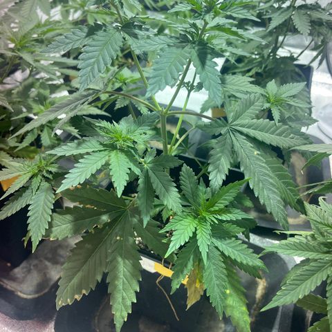 Critical Kush #2 growlog timeline photo
