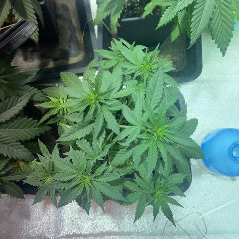 Critical Kush #3 growlog timeline photo