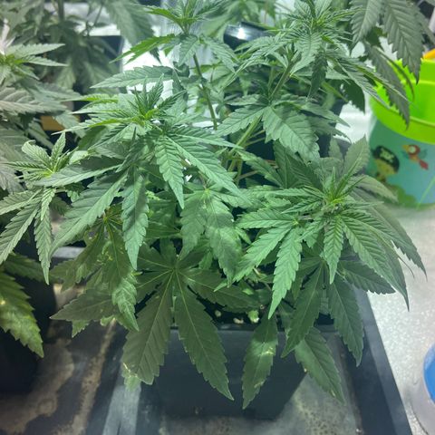 Critical Kush #3 growlog timeline photo
