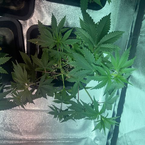 Green Gelato #1 growlog timeline photo