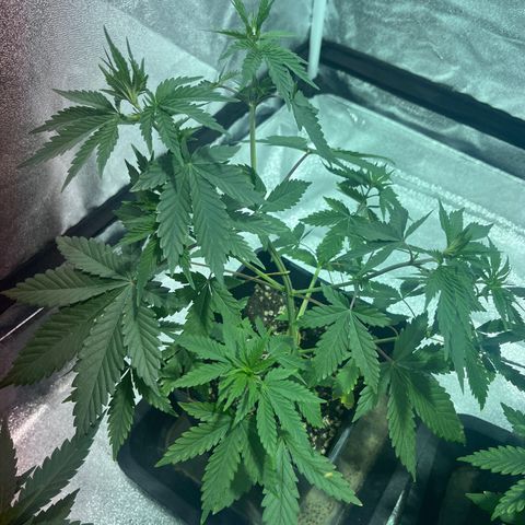 Green Gelato #1 growlog timeline photo