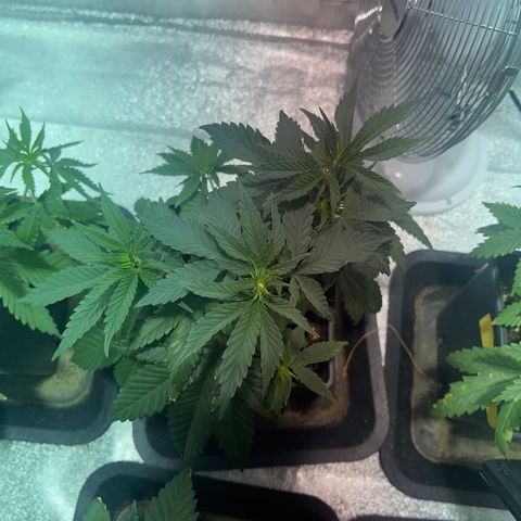 Green Gelato #3 growlog timeline photo