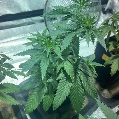 Green Gelato #3 growlog timeline photo