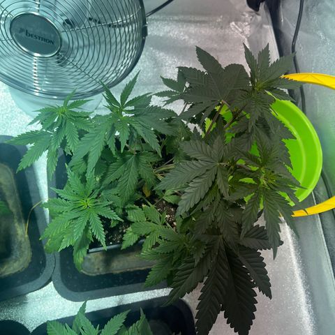 Green Gelato #2 growlog timeline photo