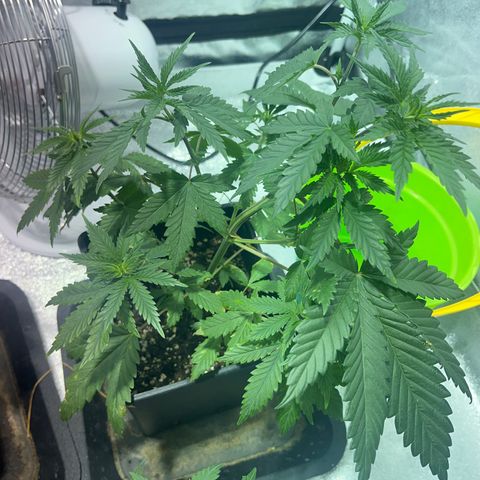 Green Gelato #2 growlog timeline photo