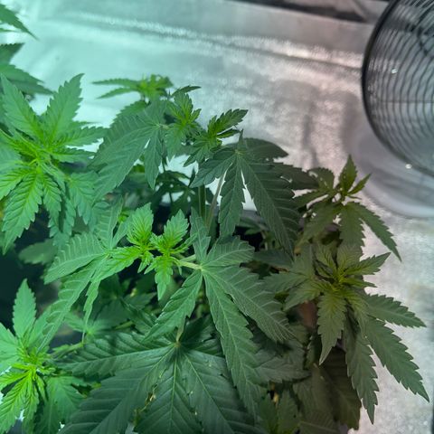 Critical Kush #2 growlog timeline photo