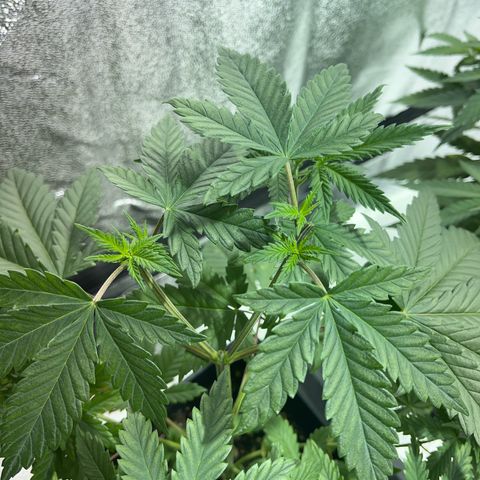 Green Gelato #2 growlog timeline photo