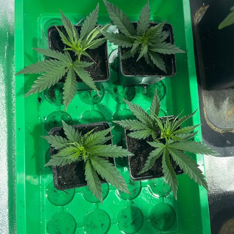 Critical Kush #3 growlog timeline photo