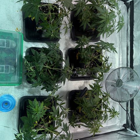 Critical Kush #3 growlog timeline photo