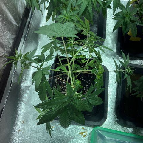 Green Gelato #2 growlog timeline photo