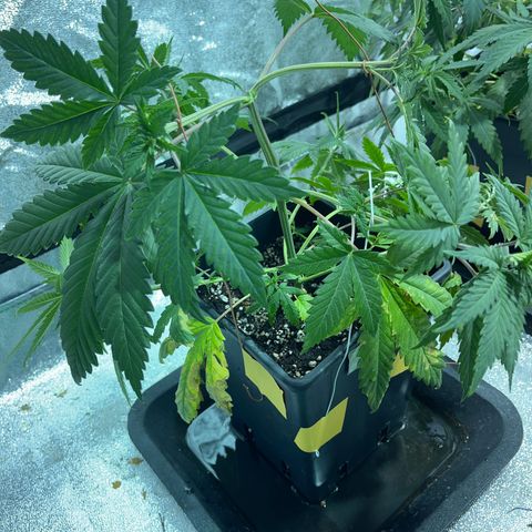Green Gelato #2 growlog timeline photo