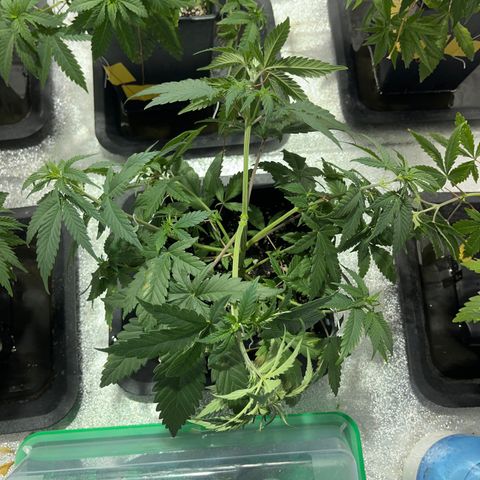 Green Gelato #3 growlog timeline photo
