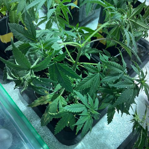 Green Gelato #3 growlog timeline photo