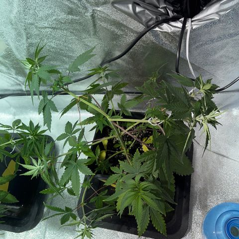 Green Gelato #1 growlog timeline photo