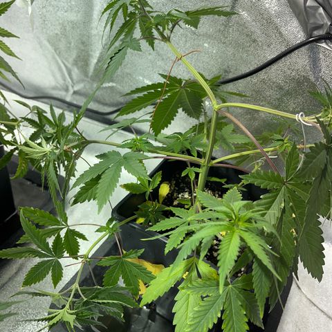 Green Gelato #1 growlog timeline photo