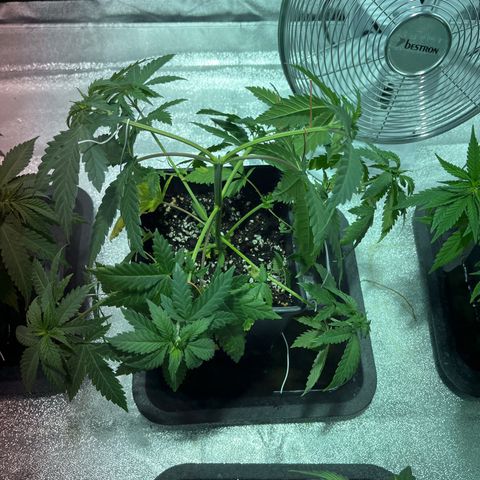Critical Kush #2 growlog timeline photo