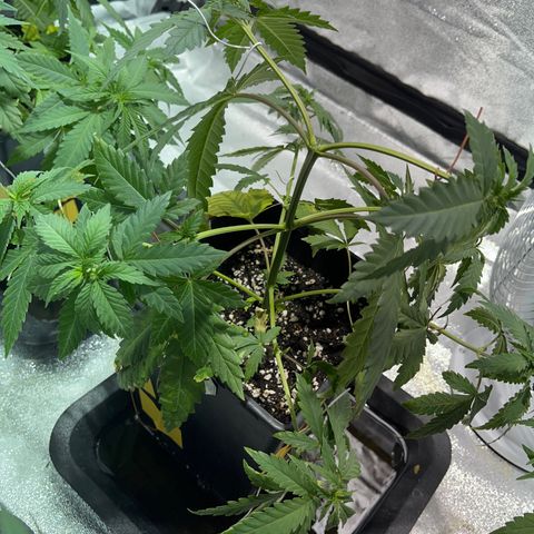 Critical Kush #2 growlog timeline photo
