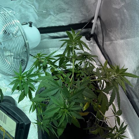 Critical Kush #3 growlog timeline photo