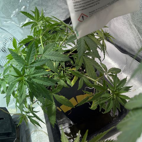 Critical Kush #3 growlog timeline photo