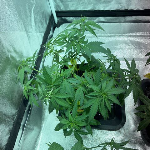 Critical Kush #1 growlog timeline photo