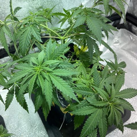 Critical Kush #1 growlog timeline photo