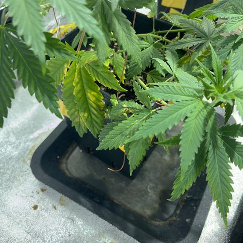 Green Gelato #2 growlog timeline photo