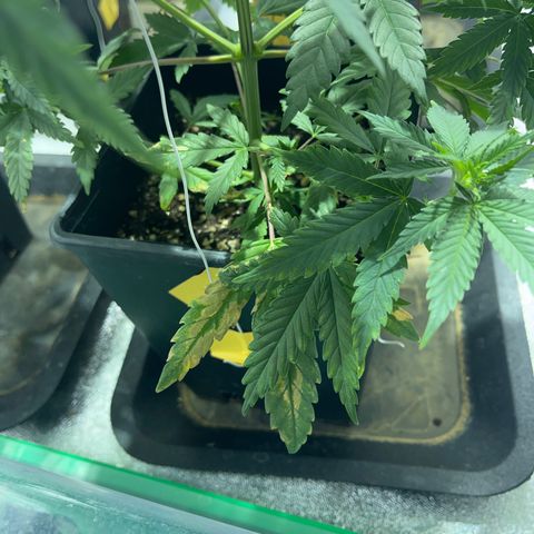 Green Gelato #3 growlog timeline photo