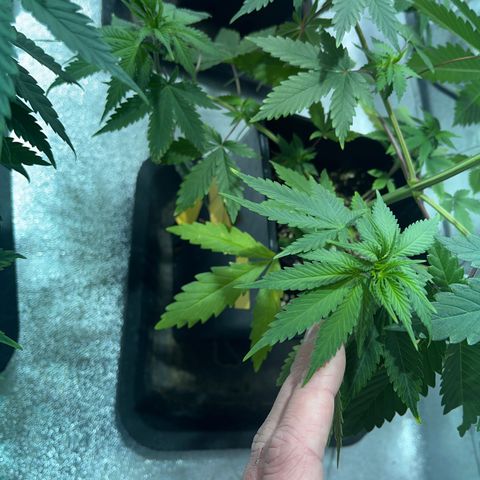 Green Gelato #3 growlog timeline photo