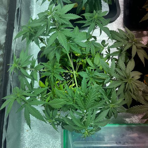 Critical Kush #1 growlog timeline photo