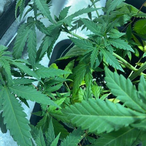 Critical Kush #1 growlog timeline photo