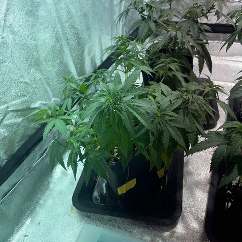 Critical Kush #1 growlog timeline photo