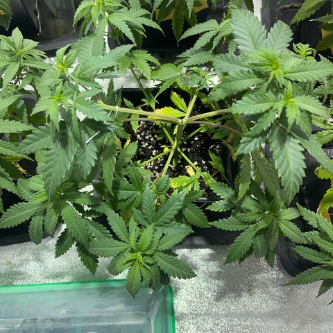 Critical Kush #2 growlog timeline photo