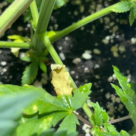 Critical Kush #2 growlog timeline photo