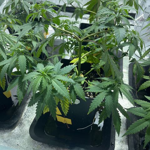 Critical Kush #2 growlog timeline photo