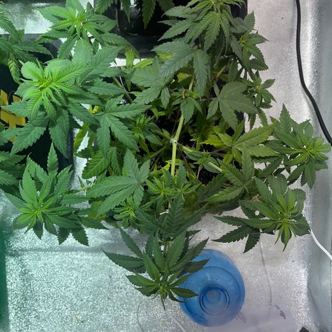 Critical Kush #3 growlog timeline photo