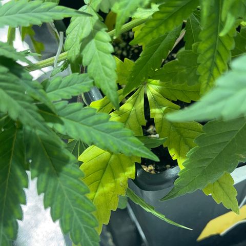 Critical Kush #3 growlog timeline photo
