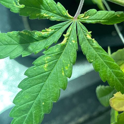 Critical Kush #3 growlog timeline photo