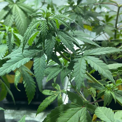 Critical Kush #3 growlog timeline photo