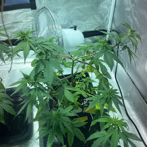 Green Gelato #1 growlog timeline photo