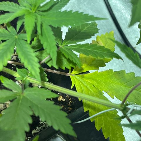 Green Gelato #1 growlog timeline photo
