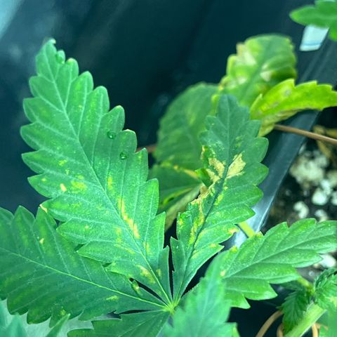 Green Gelato #1 growlog timeline photo
