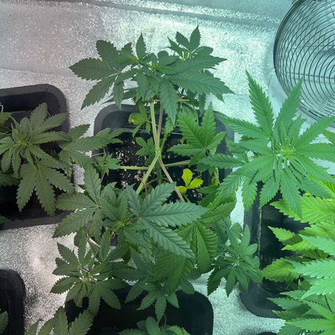 Green Gelato #2 growlog timeline photo