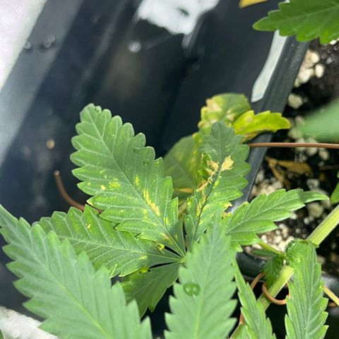 Green Gelato #2 growlog timeline photo