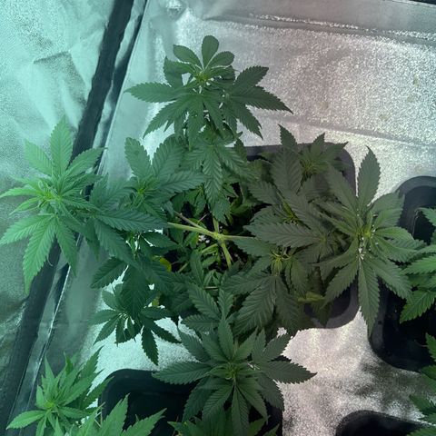 Green Gelato #3 growlog timeline photo
