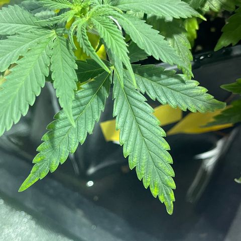 Green Gelato #3 growlog timeline photo