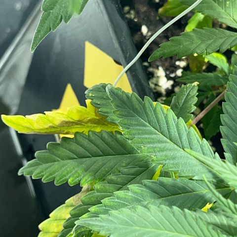 Green Gelato #3 growlog timeline photo