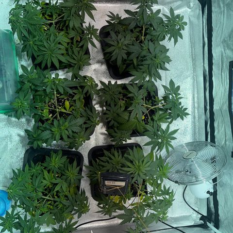 Critical Kush #3 growlog timeline photo