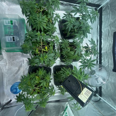 Critical Kush #3 growlog timeline photo