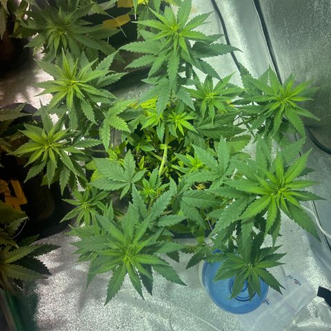 Critical Kush #3 growlog timeline photo